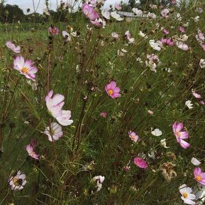 Meet your Posher, Cynthia